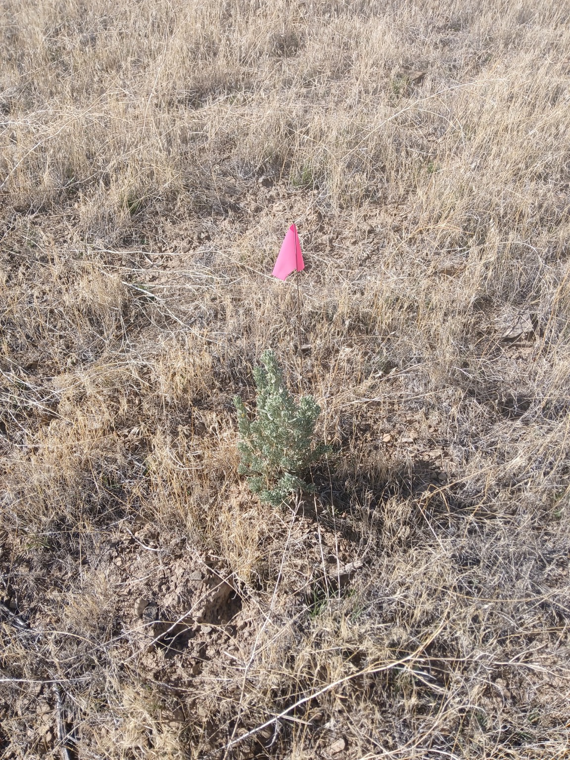 A sagebrush plant beside a pink monitoring flag at the EcoSource Native Seed and Restoration restoration site
