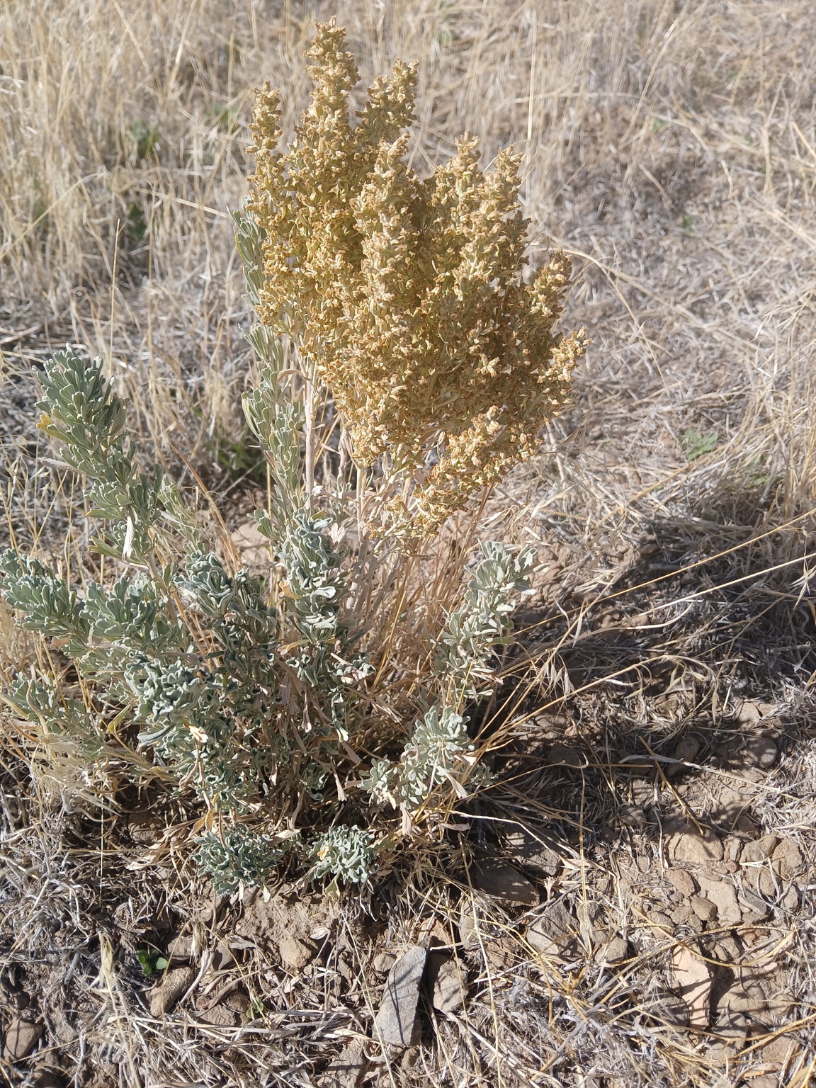 Sagebrush with seed heads growing at an EcoSource Native Seed and Restoration restoration site